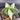 Astrophytum Myriostigma Nudum smooth, spine-free star-shaped cactus with glossy green skin in bright sunlight