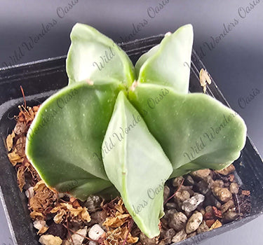Astrophytum Myriostigma Nudum smooth, spine-free star-shaped cactus with glossy green skin in bright sunlight