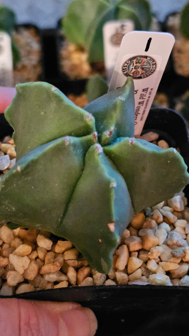 Astrophytum Myriostigma Nudum smooth, spine-free star-shaped cactus with glossy green skin thriving in bright sun
