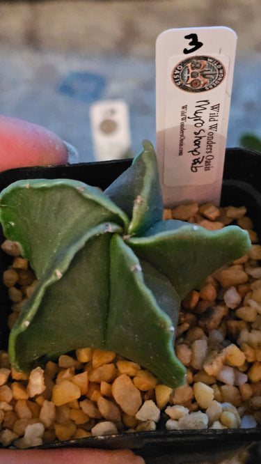Astrophytum Myriostigma Nudum smooth spine-free star-shaped green cactus in bright sunlight