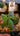 Astrophytum Myriostigma Nudum smooth green spine-free star-shaped cactus with glossy skin
