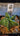 Astrophytum Myriostigma Nudum smooth spine-free star-shaped green cactus in bright light