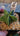 Astrophytum Myriostigma Nudum smooth spine-free green star-shaped cactus in bright sunlight