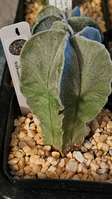 Astrophytum Myriostigma cactus with five ribs and white speckles in a 2-inch pot