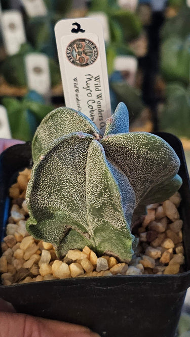 Astrophytum Myriostigma cactus with five ribs and white speckles in a 2-inch pot