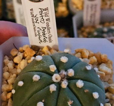 Astrophytum ‘Nudum’ smooth spineless green cactus with star-like ribs in a 2-inch planter