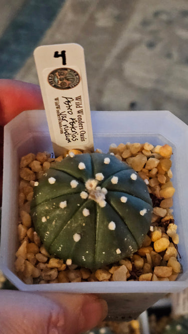 🪐🌿 Astrophytum ‘Nudum’ – The Sleek Minimalist of the Cactus Galaxy 🌿🪐 - Wild Wonders Oasis