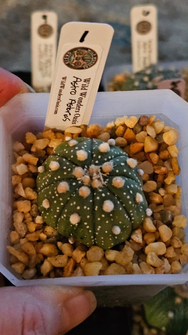 Astrophytum spineless star-shaped cactus with white speckles in a small pot