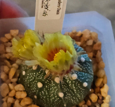 Astrophytum spineless star-shaped succulent with white flecks in a 2-inch pot