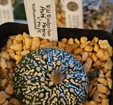 Astrophytum V-Type cactus with distinct V-patterned ribs in a small 2-inch planter pot