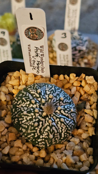 🌟🛸 Astrophytum V-Type – The Space Cactus With Style 🛸🌟 - Wild Wonders Oasis