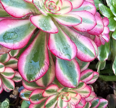 Chanelle Aeonium succulent cutting with dark burgundy and green leaves in bright sunlight