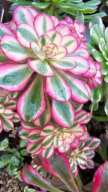 Chanelle Aeonium succulent cutting with dark burgundy and green leaves in bright sunlight