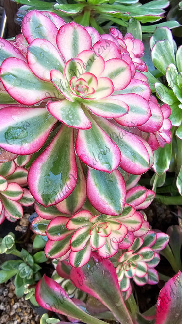 💃 Chanelle Aeonium Cutting – The Succulent That Knows It’s a Showstopper! 💃 - Wild Wonders Oasis