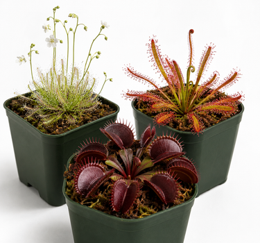 Gnat Slayer Starter Pack with Venus Flytrap and Drosera plants against fungus gnats