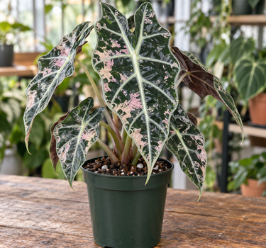 Alocasia 'Polly' Pink Snowflake Variegated – Rare Speckled Alocasia, Live Houseplant