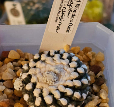 Copiapoa Tenuissima cactus with silvery-green clustered bodies and dark spines in a small 2-inch pot
