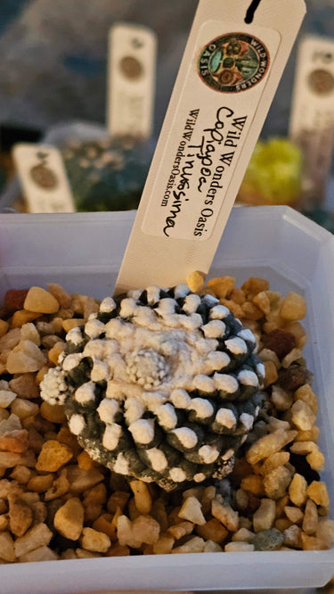 Copiapoa Tenuissima cactus with silvery-green clustered bodies and dark spines in a small 2-inch pot