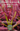 Cover of The Ultimate Drosera Plant Guide digital download for carnivorous plant care and sundew growing tips