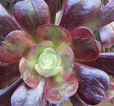 Cupid Aeonium succulent with pink-edged green rosette leaves thriving in bright sunlight