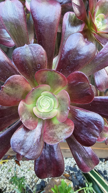 š Cupid Aeonium - The Succulent That'll Steal Your Heart! š - Wild Wonders Oasis