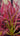 Drosera Capensis carnivorous plant with glittery sticky leaves trapping insects in bright sunlight