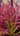 Drosera Capensis carnivorous plant with glittery sticky leaves trapping insects in bright sunlight