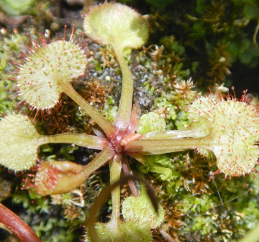 Drosera prolifera Queensland Sundew with green rosettes and sticky dew capturing insects