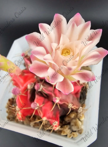 Gymnocalycium Button Cactus with round shape and large pastel blooms against a white background