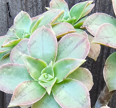 Kiwi Aeonium variegated succulent cutting with lime-green, yellow, and pink rosettes