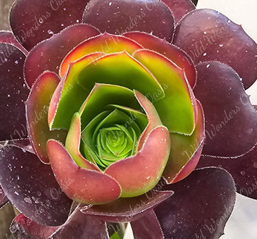 Close-up of Aeonium ‘Cornish Rose’ succulent cutting with lush green rosettes and soft rose-pink edges