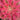 đ§ââïž Rare Aeonium 'Pink Witch" - 4" cutting - Wild Wonders Oasis