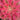 Pink Witch Aeonium succulent with rosy pink spiraled rosettes in a 4-inch pot