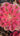 Pink Witch Aeonium succulent with rosy pink spiraled rosettes in a 4-inch pot