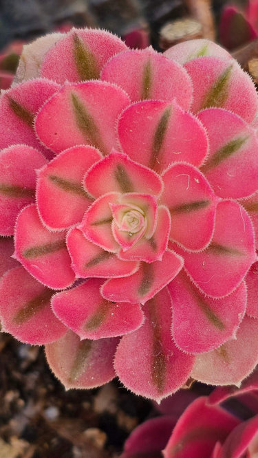 Pink Witch Aeonium succulent with rosy pink spiraled rosettes in a 4-inch pot