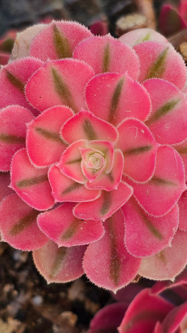 🧙♀️ Rare Aeonium 'Pink Witch" - 4" cutting - Wild Wonders Oasis