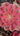 Pink Witch Aeonium succulent with pink spiraled rosettes in a 4-inch pot