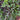 Trailing Ruby Necklace Succulent with glowing purple-red stems and plump jellybean leaves