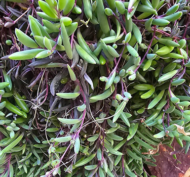 Trailing Ruby Necklace Succulent with glowing purple-red stems and plump jellybean leaves