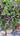 Trailing Ruby Necklace Succulent with glowing purple-red stems and plump jellybean leaves