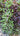 Ruby Necklace Succulent with trailing purple-red stems and jellybean leaves in hanging planter