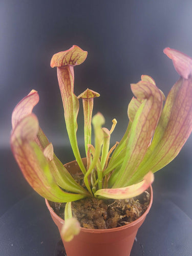 Close-up of vibrant maroon Sarracenia Maroon pitcher plant catching insects outdoors
