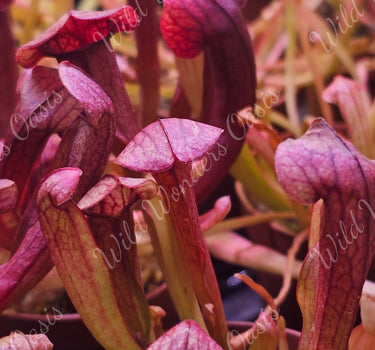 Colorful Sarracenia Pitcher Plant with tall trumpet-shaped insect traps in a sunny garden setting