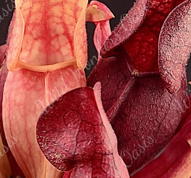 Sarracenia Purpurea deep purple carnivorous pitcher plant in sunlight with insect-trapping pitchers