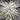 đŹïžâš Tillandsia Tectorum Ecuador â The Fluffy Cloud Plant That Floats Through Life âšđŹïž (Small) - Wild Wonders Oasis