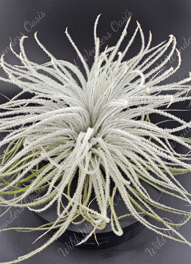 Close-up of fluffy white Tillandsia Tectorum Ecuador air plant with soft texture and no soil, ideal for bright indirect light and mist watering
