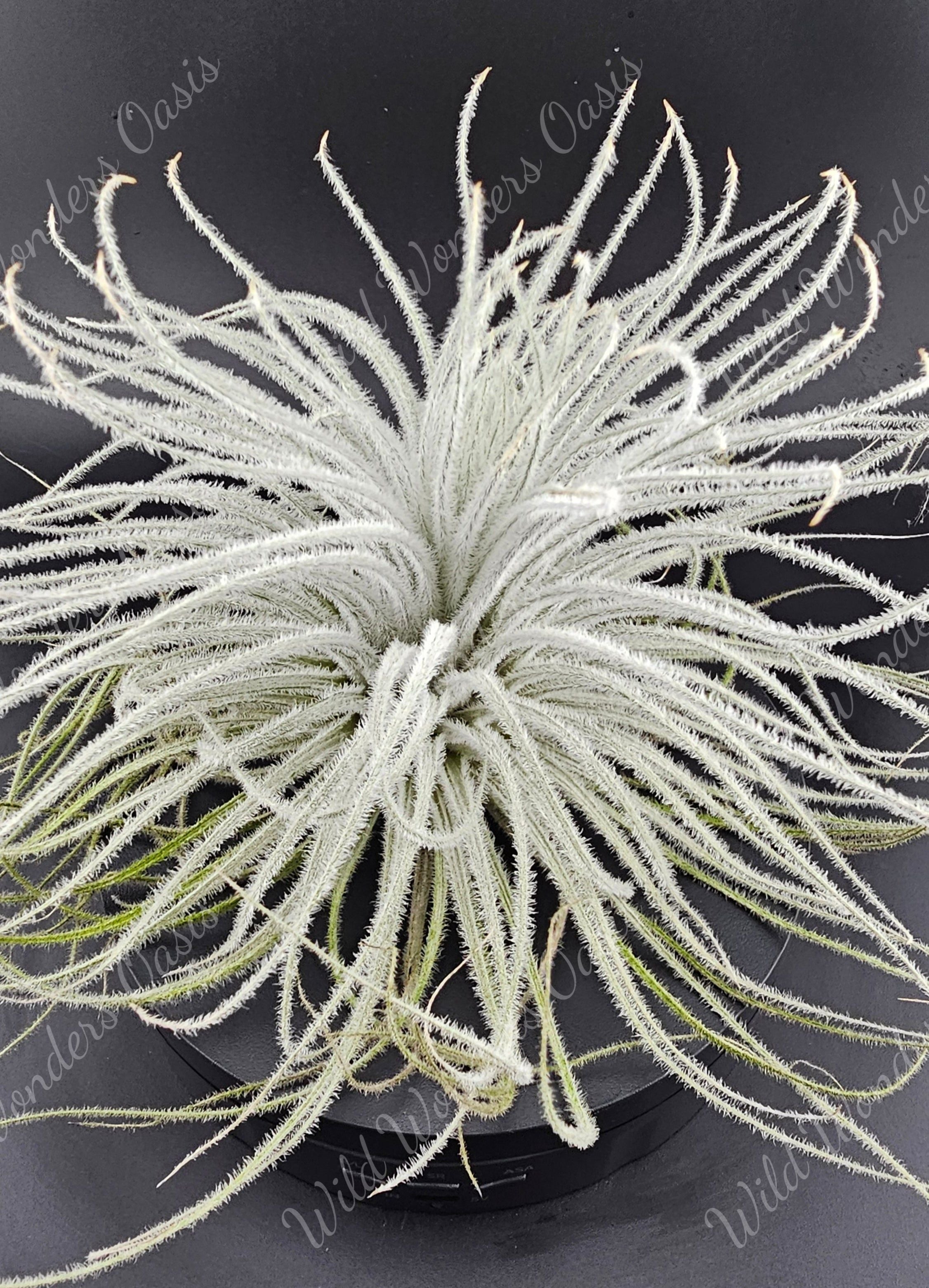 tillandsia tectorum ecuador air plants 🌬️✨ Tillandsia Tectorum Ecuador – The Fluffy Cloud Plant That Floats T – Wild Wonders Oasis