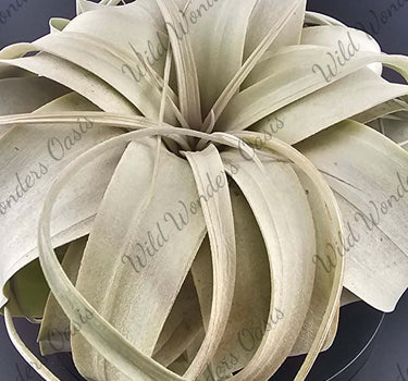 Tillandsia Xerographica silver-leafed air plant with sculptural curling leaves and silvery glow