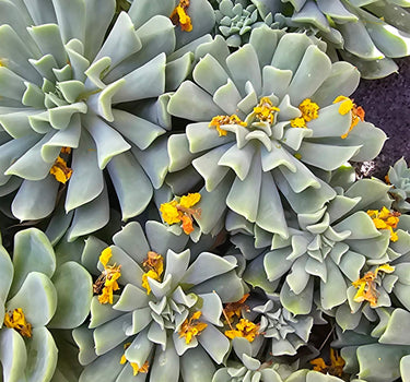 Topsy Turvy Succulent with twisted silvery-blue leaves in a 3-inch pot