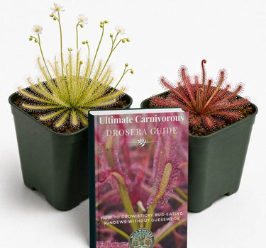 Sundew Collector Bundle showing Drosera capensis Alba and Mini Red carnivorous plants with digital growing guide